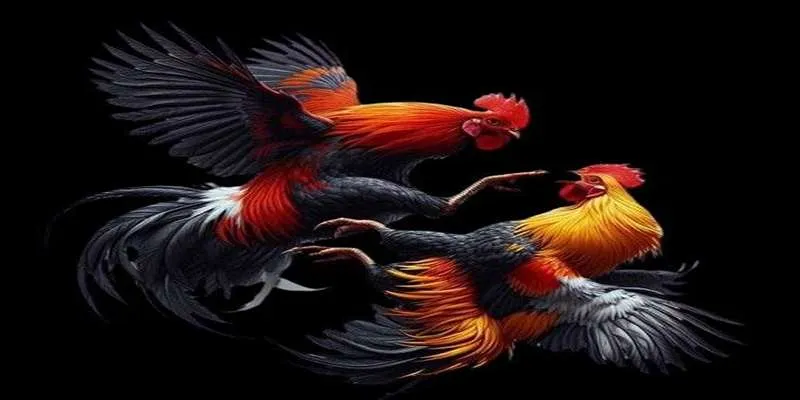Đá gà c1 là như thế nào?