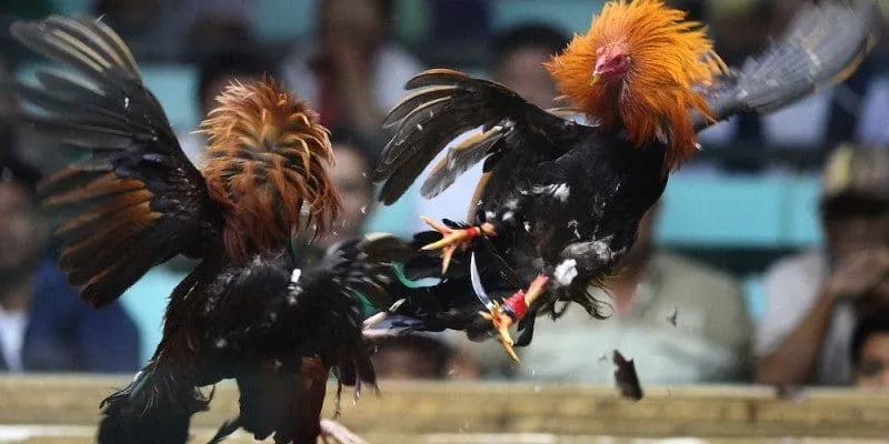 Đá gà thomo hỗ trợ trả thưởng an toàn và nhanh chóng mỗi ngày