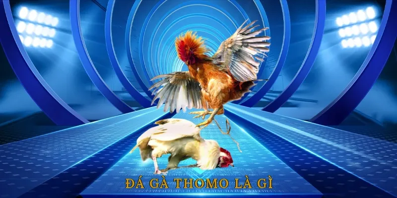 đá gà thomo