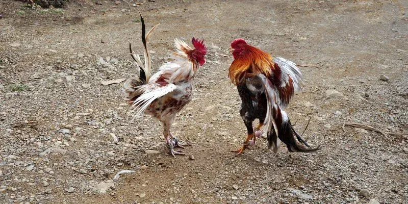 Nhà cái cung cấp nhiều hình thức chọi kê cựa dao để người chơi lựa chọn